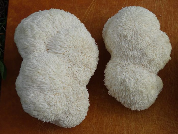 how to grow lions mane mushroom