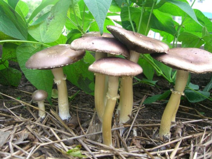 mushrooms to grow at home