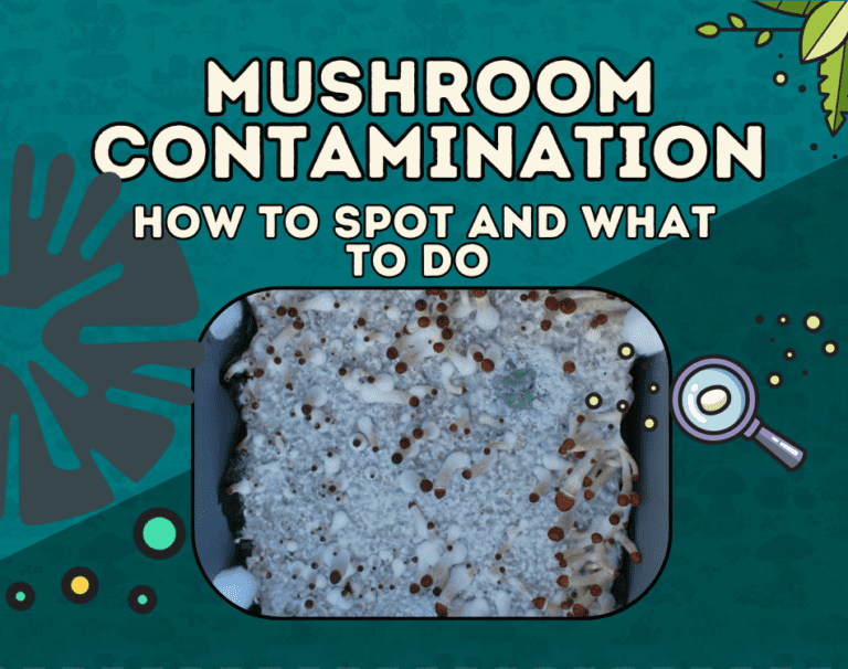 Mushroom Contamination: How to Spot and What To Do