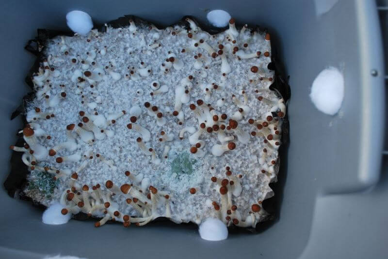 mushroom contaminaton trichoderma