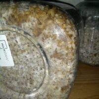 mushroom contamination in grains jar