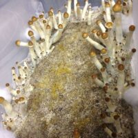 mushroom contamination