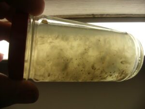 mushroom liquid cultures