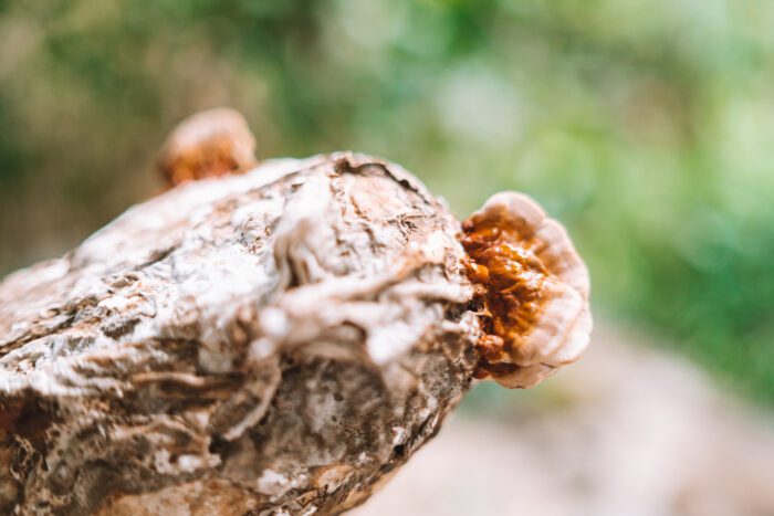 reishi mushroom block