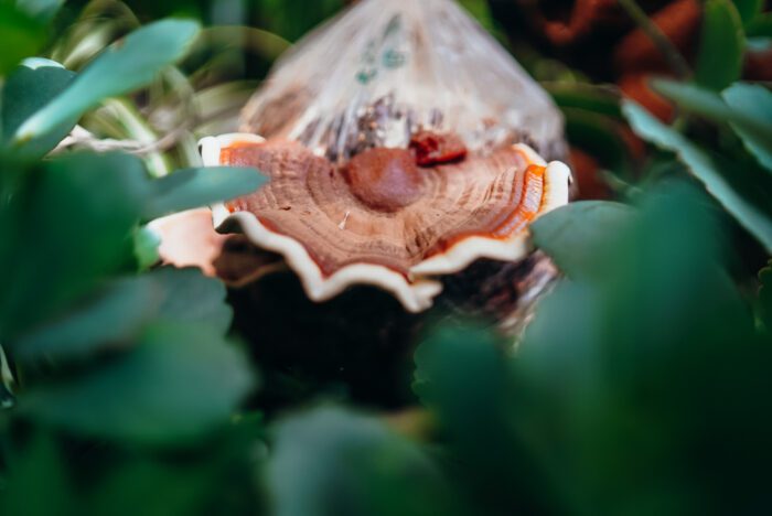 buy reishi mushroom tincture