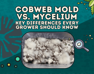 cobweb mold vs mycelium
