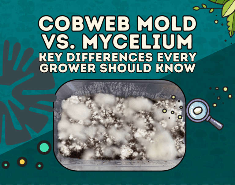 cobweb mold vs mycelium