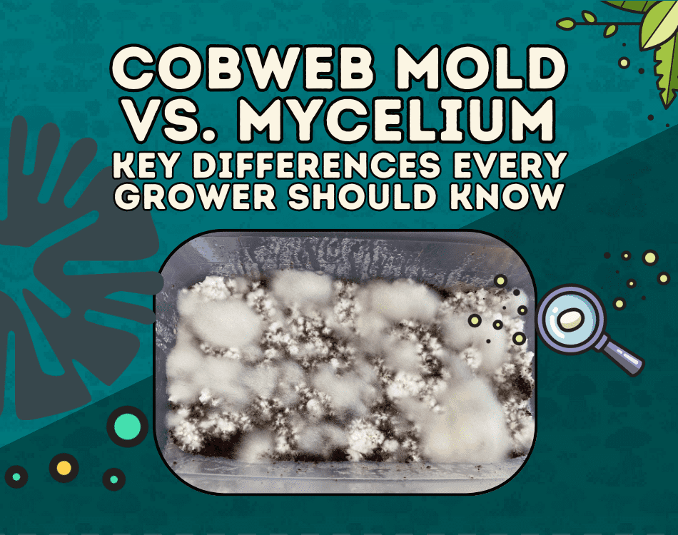cobweb mold vs mycelium