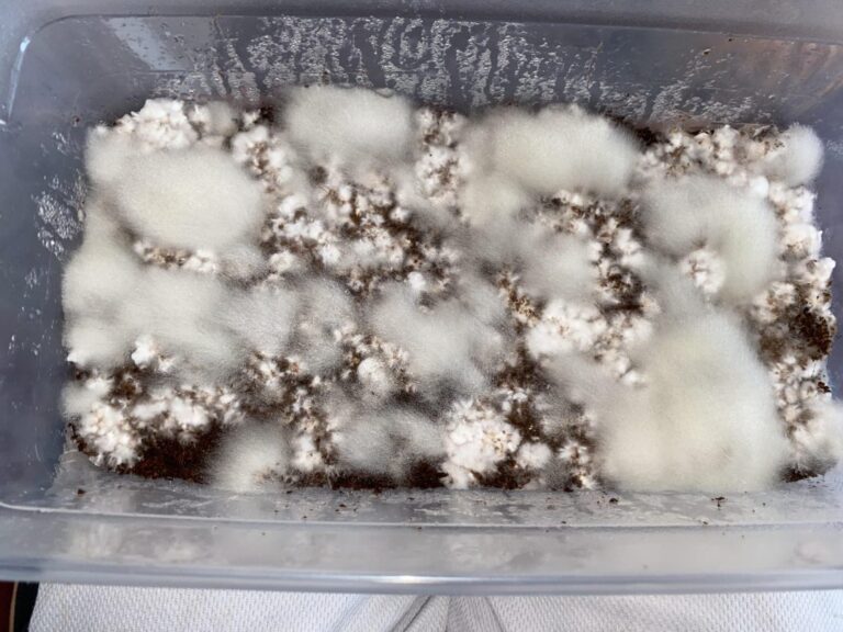 cobweb mold in monotub