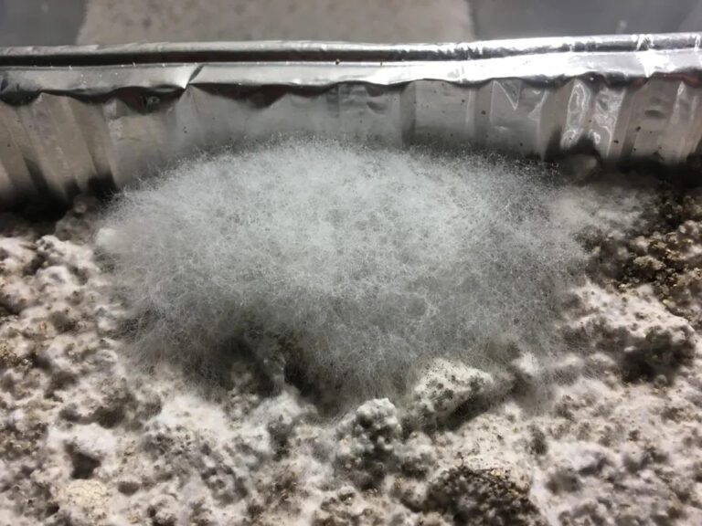 what cobweb mold looks like on mycelium