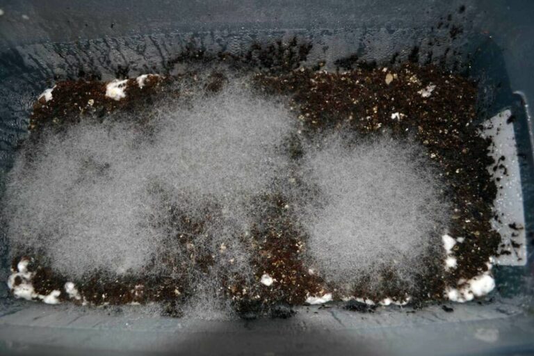 cobweb mold growing in monotub