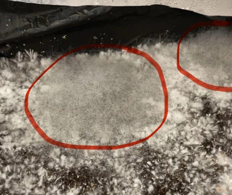 cobweb mold growing on mushroom substrate