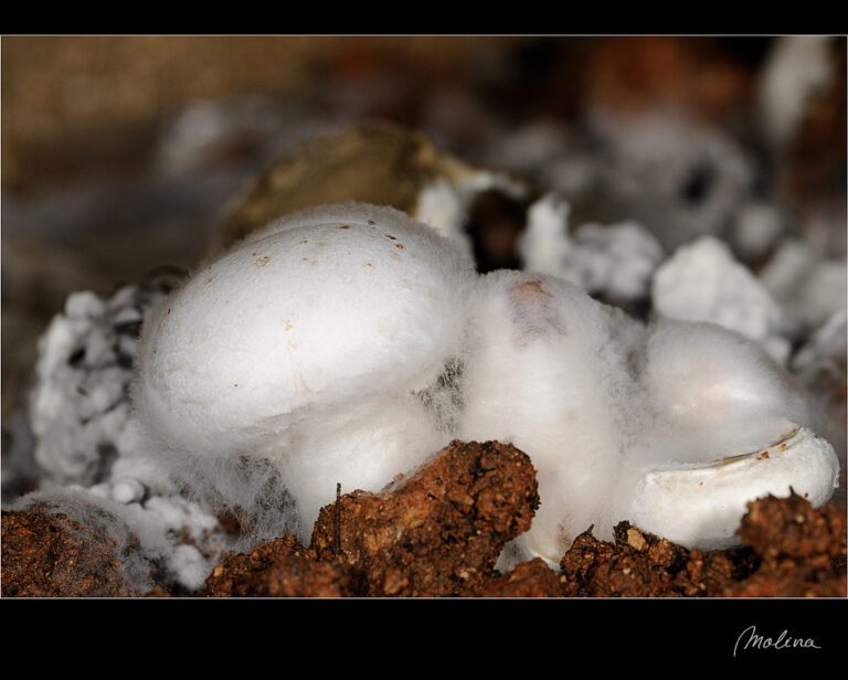 cobweb mold on mushrooms during cultivation