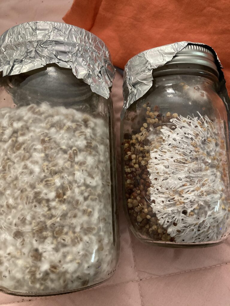 two different types of mycelium in jars for mushroom cultivation