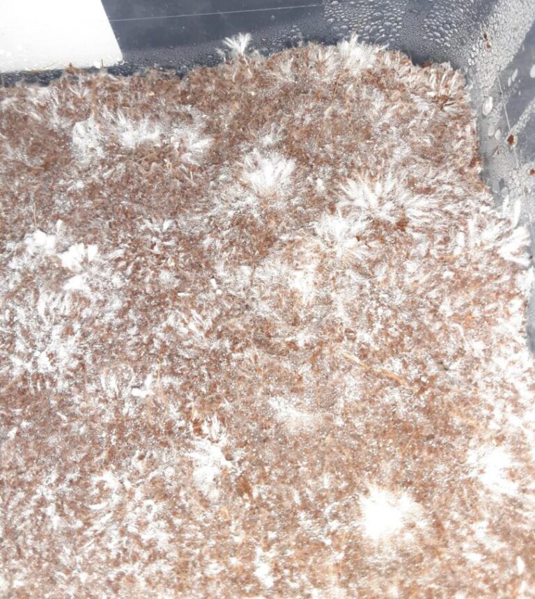 early stages of mycelial growth