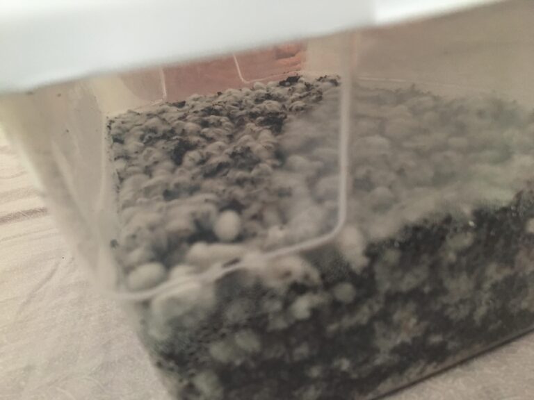 cobweb mold vs. mycelium