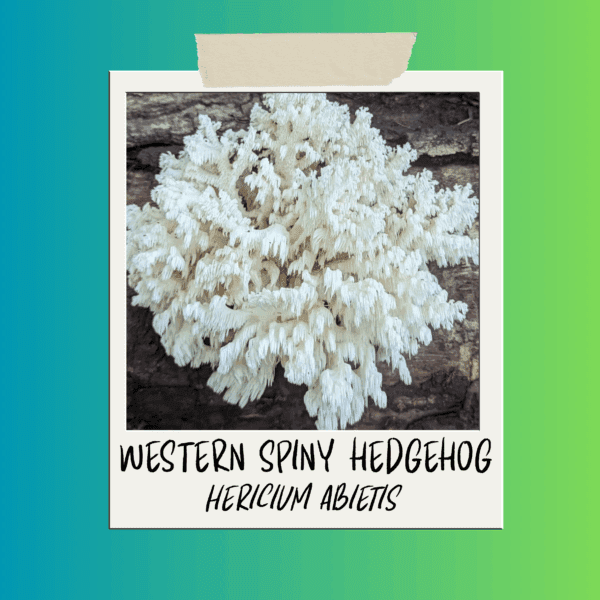Western Spiny Hedgehog - Hericium abietis