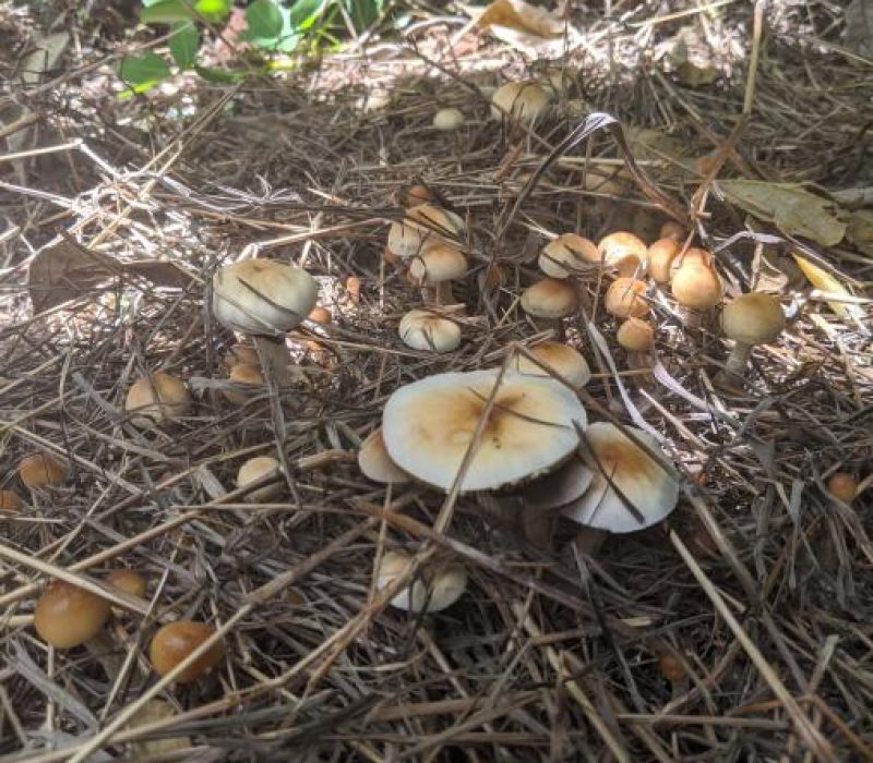 sacred mushrooms in nature