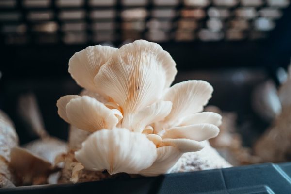 oysters fruiting in bag