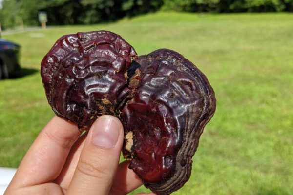 reishi mushroom