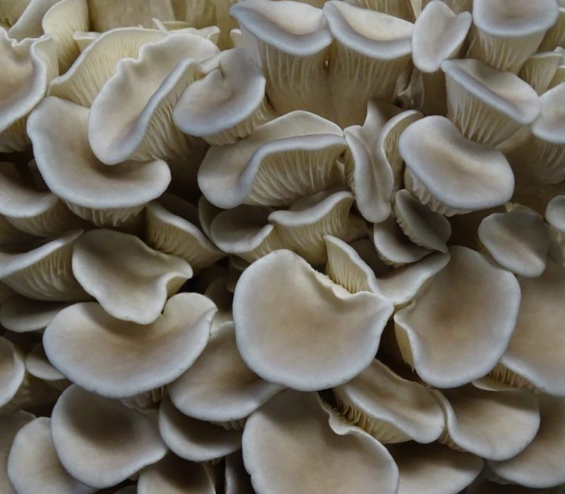tivoli mushrooms